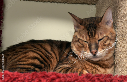 Obraz na plátně Beautiful breed toyger cat lying.