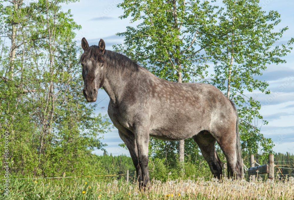 Fototapeta premium Percheron Mare standing alert on pasture.