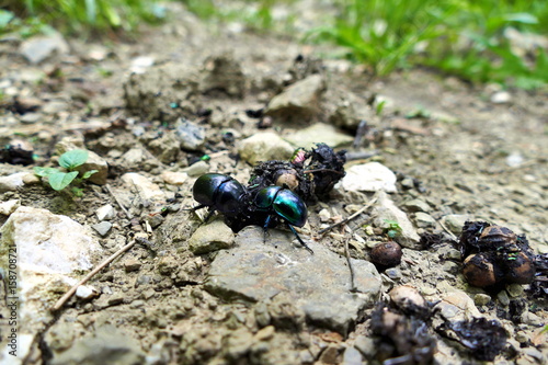 Two dung beetles on dung