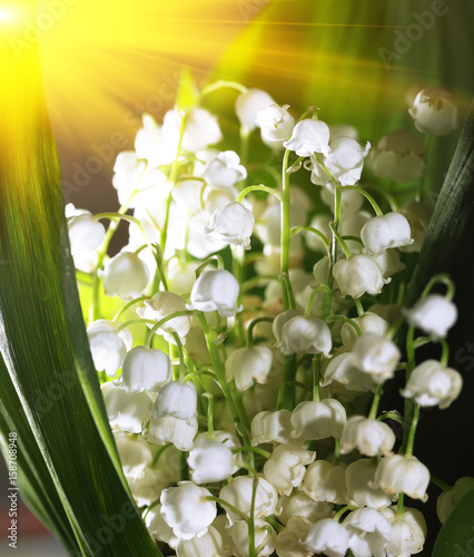 Lily-of-the-valley. Close up