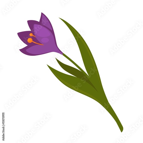 Plant with purple blossom and green leaves isolated illustration photo