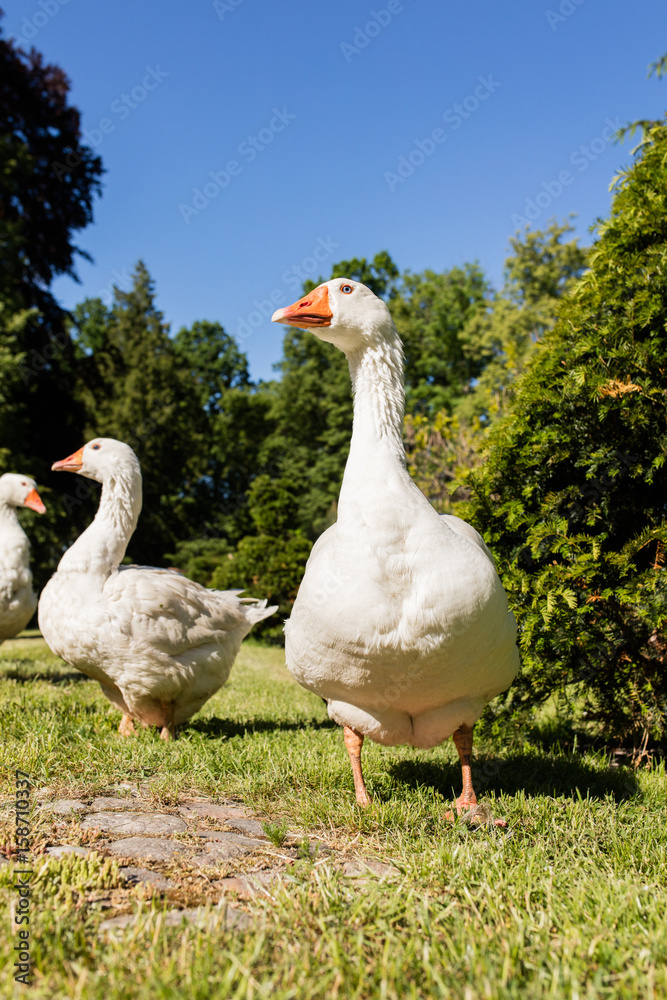 White geese
