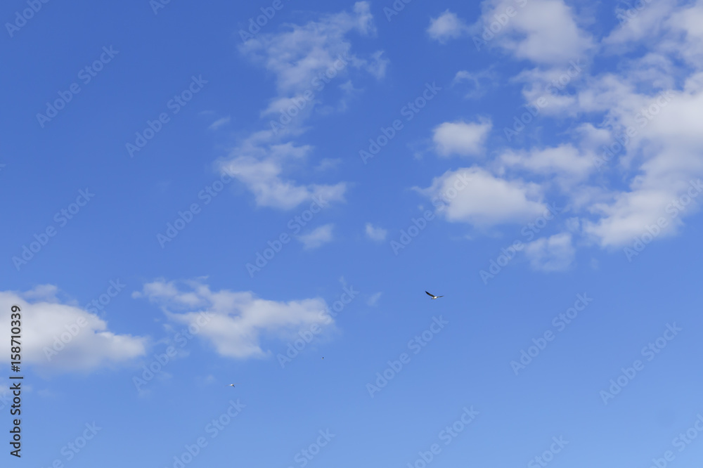 white fluffy clouds in the blue sky with three birds. white fluffy clouds in the blue sky with three birds.