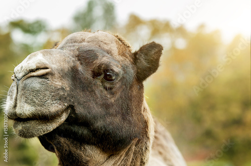 Kamel in der Abendsonne © Sauerlandpics