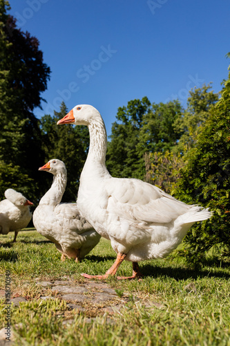 White geese