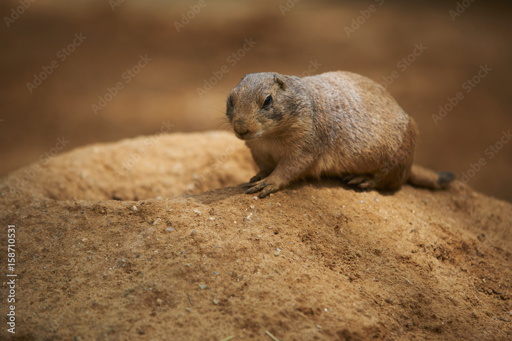 Black-tailed prairie dog (Cynomys ludovicianus) Black-tailed prairie dog (Cynomys ludovicianus)
