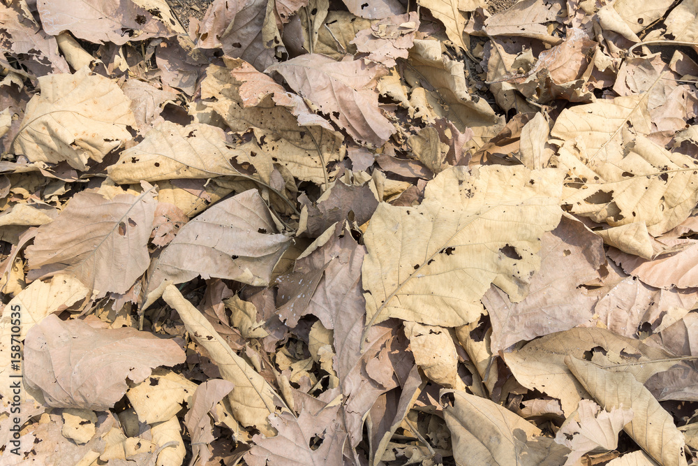 teak leaf teak leaf