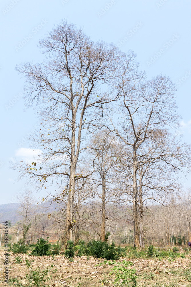 teak tree on blue sky