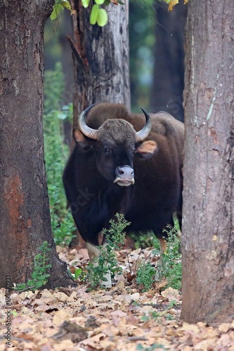 Indian gaur in the nature habitat in India. Beautiful and big bull in the dark forest. Indian wildlife and very rare animals. photo