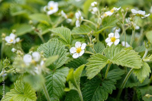 Strawberry flower