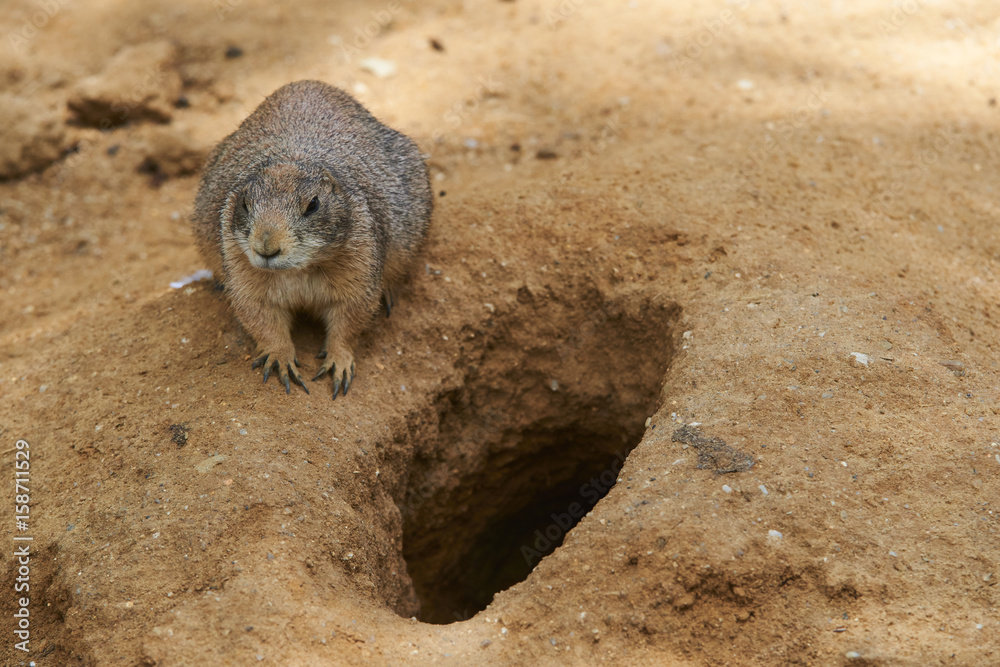 Obraz premium Black-tailed prairie dog (Cynomys ludovicianus)