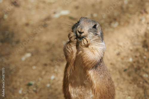 Black-tailed prairie dog (Cynomys ludovicianus)