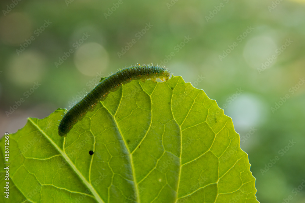 Fototapeta premium Worms eat leaves.