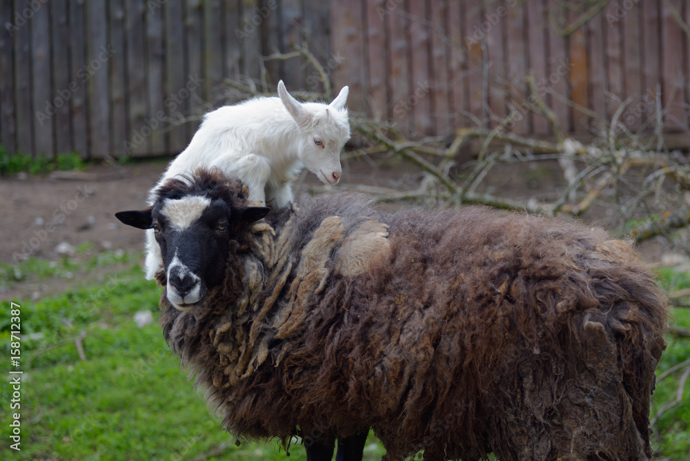 Obraz premium Kid jumps on a sheep