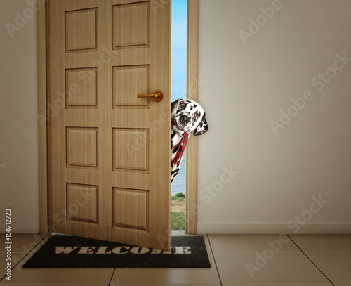 Fototapeta Naklejka Na Ścianę i Meble -  Dalmatian dog waiting near the door with leather leash, ready to go for a walk with his owner