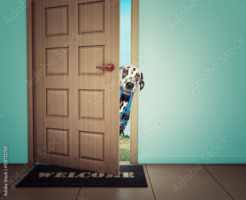 Fototapeta Naklejka Na Ścianę i Meble -  Dog waiting near the door with leather leash, ready to go for a walk with his owner
