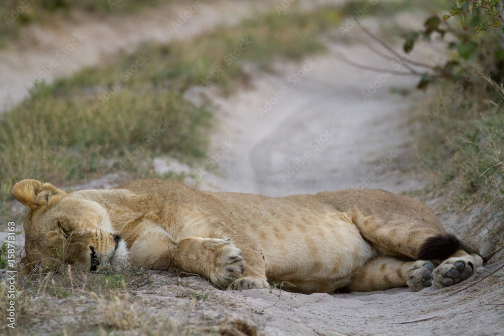 lions of the moremi reserve in botswana lions of the moremi reserve in botswana