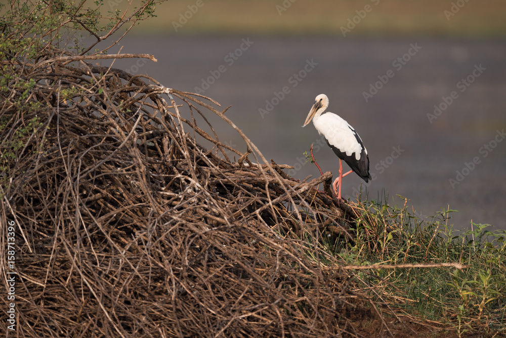 Asian open-billed stork on branches by lake Asian open-billed stork on branches by lake