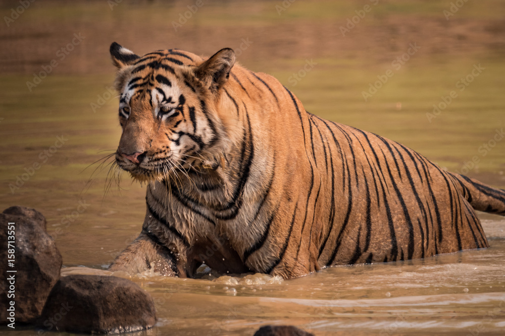 Naklejka premium Bengal tiger climbs out of water hole