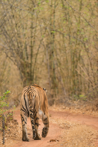 Fototapeta Naklejka Na Ścianę i Meble -  Bengal tiger at bend in woodland track