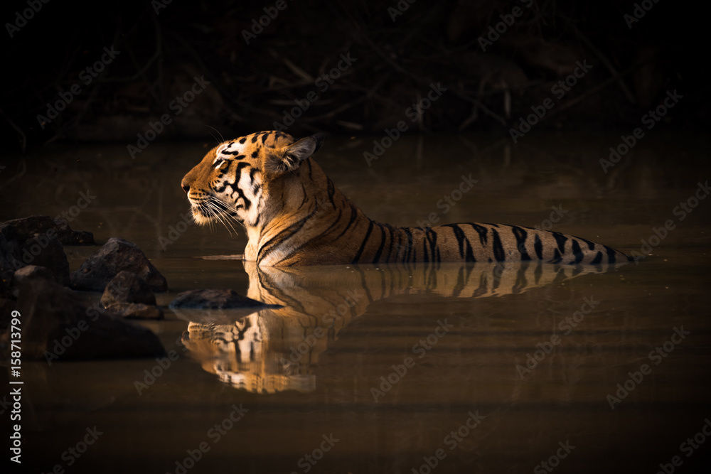 Fototapeta premium Tygrys bengalski leżący w cienistym wodopoju