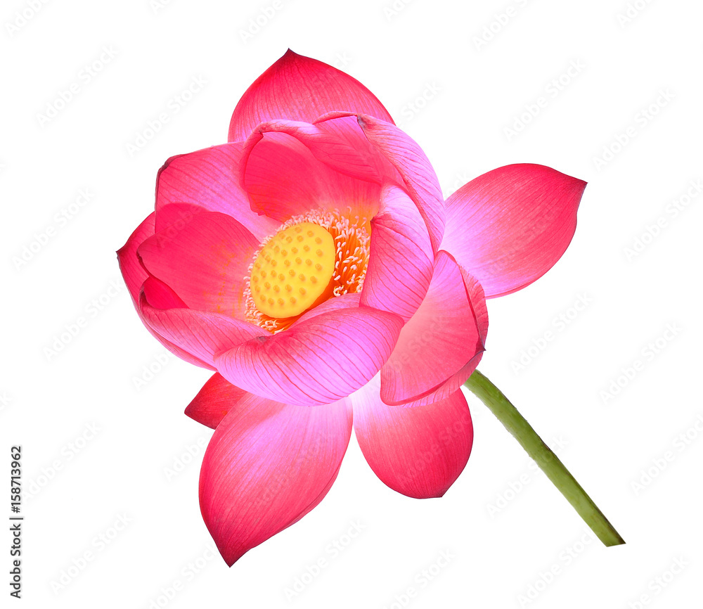 lotus petal flower isolated on white background