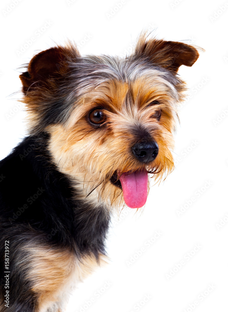 Cute small dog with cutted hair
