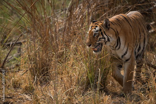 Fototapeta Naklejka Na Ścianę i Meble -  Bengal tiger turning left out of undergrowth