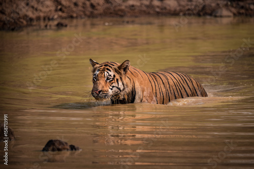 Fototapeta Naklejka Na Ścianę i Meble -  Bengal tiger wading through muddy water hole