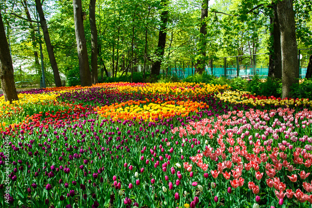 Amazing blooming tulips in the spring city park. Amazing blooming tulips in the spring city park.