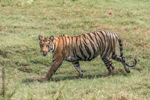 Fototapeta Naklejka Na Ścianę i Meble -  Bengal tiger walks right-to-left in lush grass