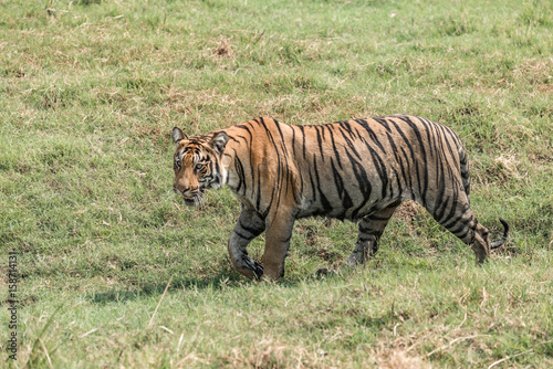 Fototapeta Naklejka Na Ścianę i Meble -  Bengal tiger walks right-to-left in sunny meadow