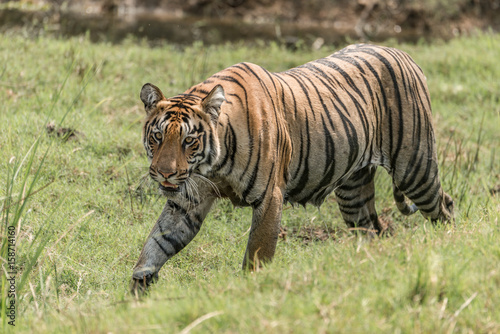 Fototapeta Naklejka Na Ścianę i Meble -  Bengal tiger walks right-to-left on grassy riverbank