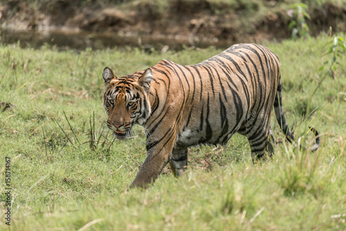 Fototapeta Naklejka Na Ścianę i Meble -  Bengal tiger walks right-to-left on sunny riverbank