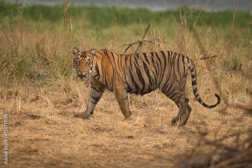Fototapeta Naklejka Na Ścianę i Meble -  Bengal tiger walks right-to-left with turned head