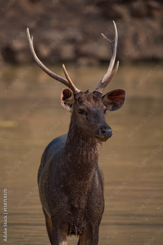 Close-up of male sambar deer in shallows Close-up of male sambar deer in shallows