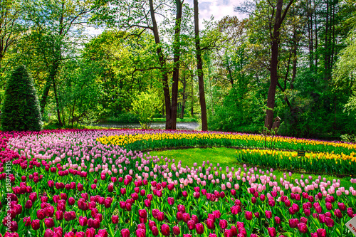 Fototapeta Naklejka Na Ścianę i Meble -  Amazing blooming tulips in the spring city park.
