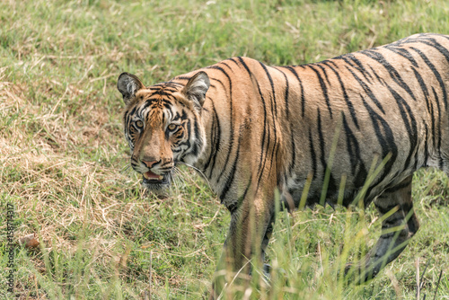Fototapeta Naklejka Na Ścianę i Meble -  Close-up of Bengal tiger walking in meadow