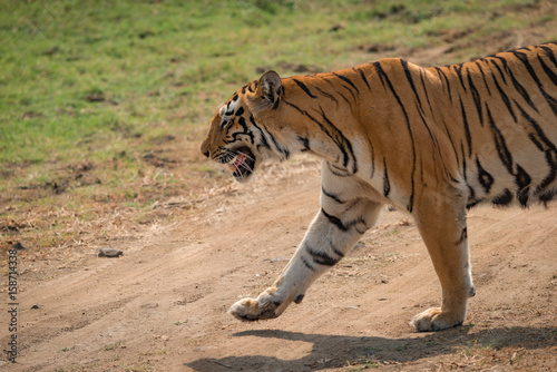 Fototapeta Naklejka Na Ścianę i Meble -  Close-up of Bengal tiger crossing dirt track