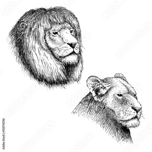 Fototapeta Naklejka Na Ścianę i Meble -  head of lion and lioness