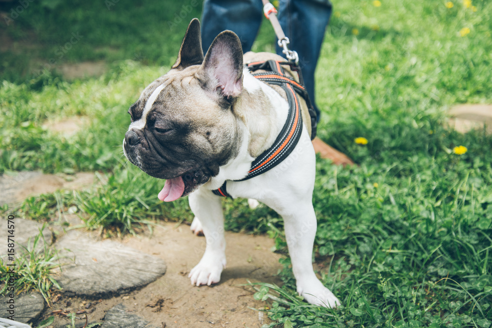 French bulldog on a walk in the park sunny day