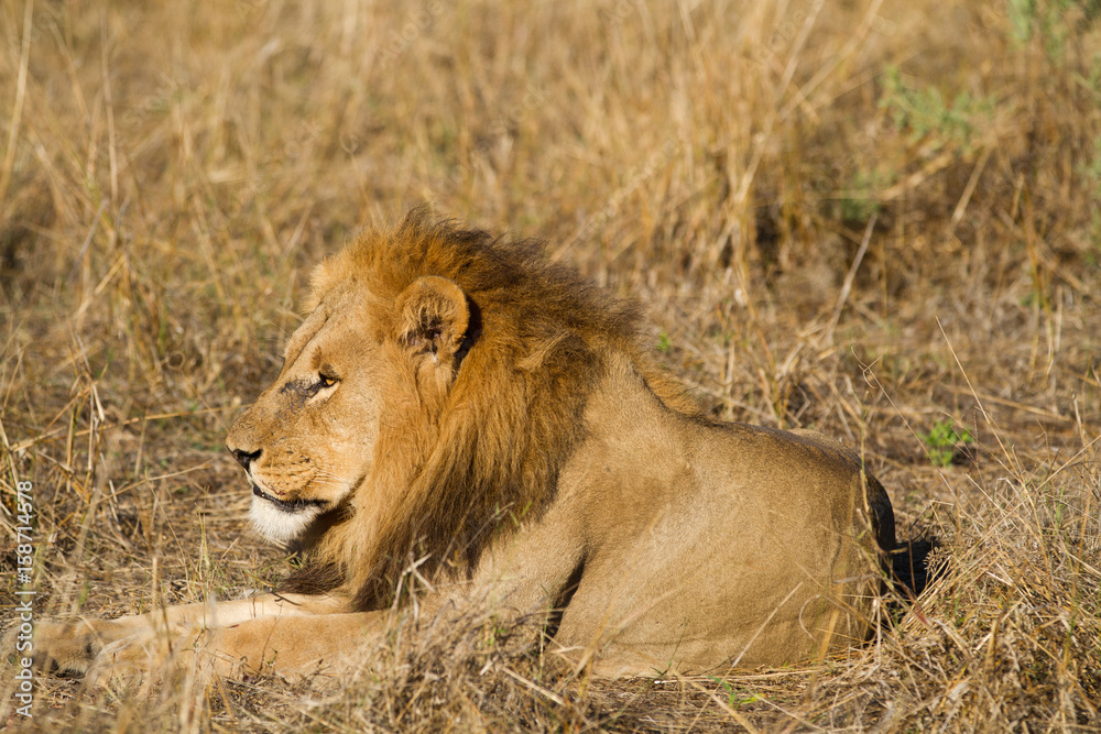Obraz premium lions in the moremi game reserve in botswana