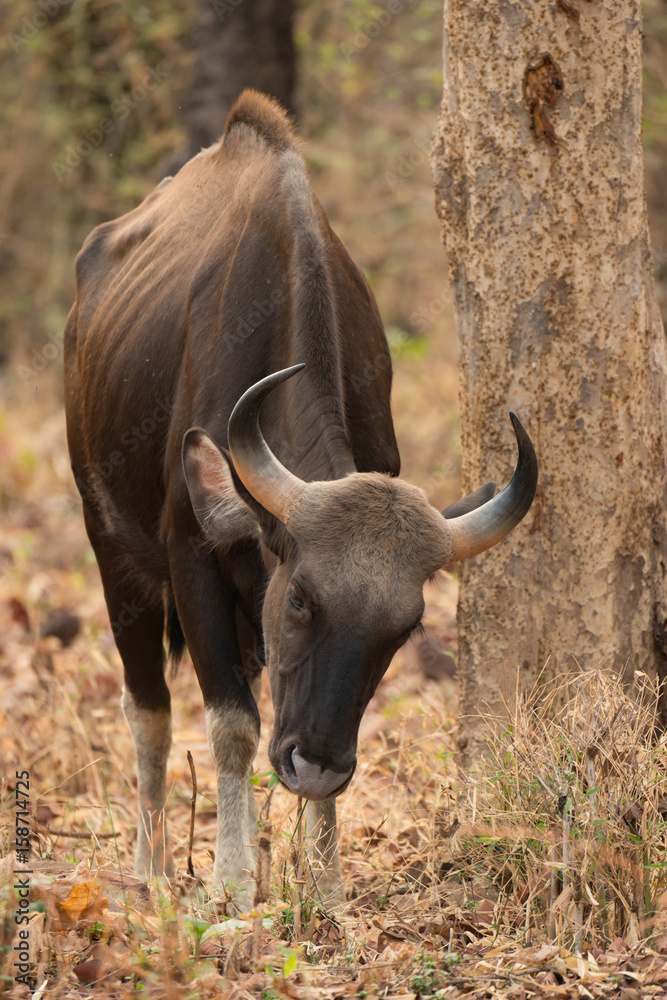 Obraz premium Indian gaur walking past tree in shade
