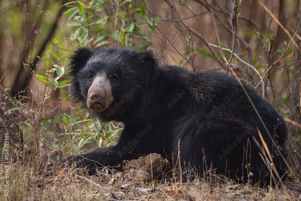 Fototapeta premium Sloth bear lying in bushes lifts head