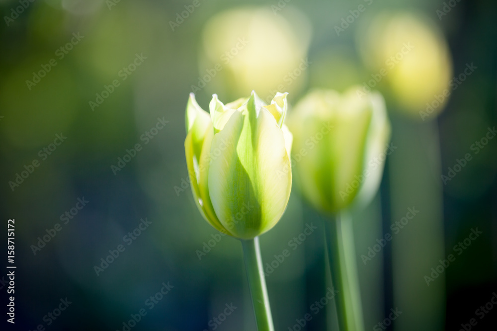 Naklejka premium Yellow tulips