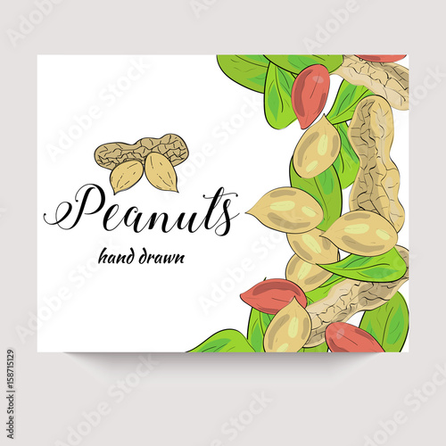 Peanuts hand drawn vector banner in a sketch style. Package design.