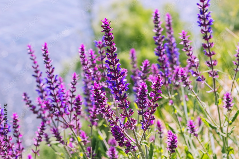 Salvia, purple summer flower of meadow sage plant background Salvia, purple summer flower of meadow sage plant background