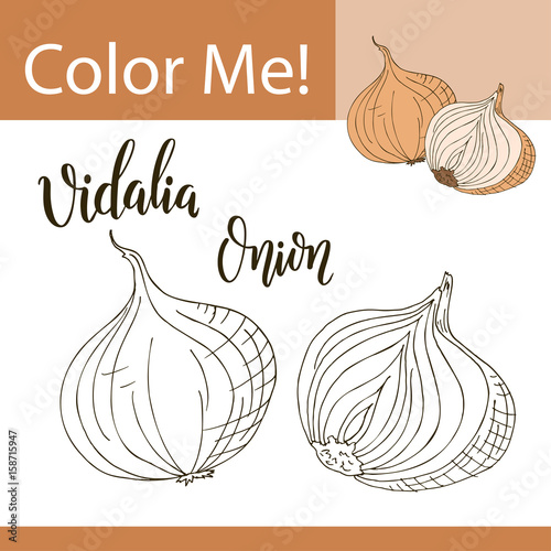 Education coloring page with vegetable. Hand drawn vector illustration of vidalia onion. photo