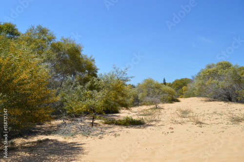 Oasis on Barren White Sand Dune