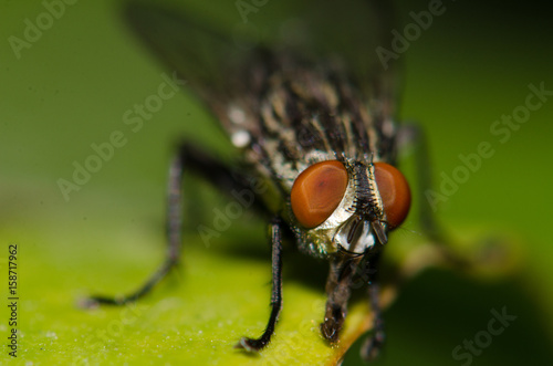 Red eye fly Catch on beautiful green leaves © Tongra